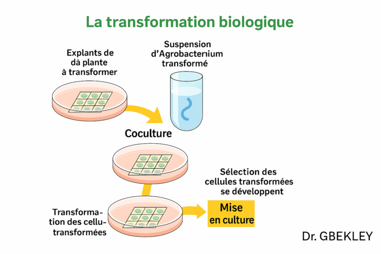Revue X-BASE, Institut Africain des Sciences Biomédicales, Agroalimentaires , Sociétales et Environnementales