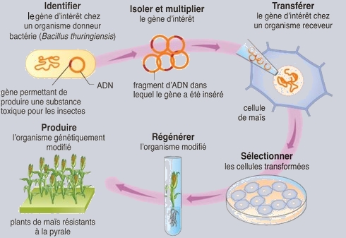 Revue_XBase_IASBASE_Dr_Gbekley